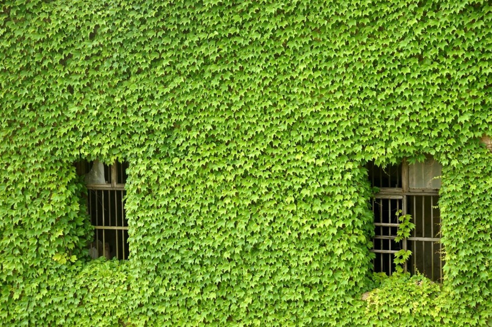 Un sat abandonat din China, înghițit de natură. Vegetația a acoperit complet casele uitate de localnici. FOTO - Imaginea 5