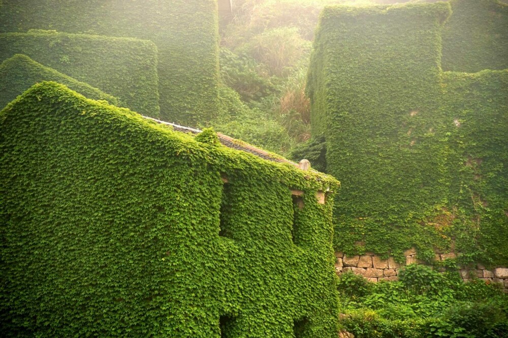 Un sat abandonat din China, înghițit de natură. Vegetația a acoperit complet casele uitate de localnici. FOTO - Imaginea 7