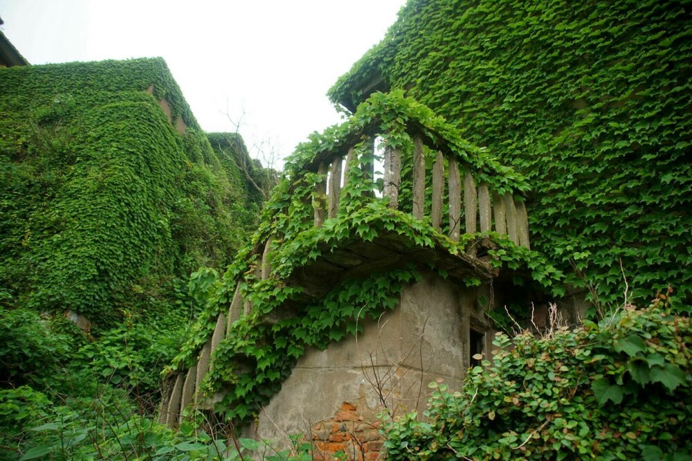 Un sat abandonat din China, înghițit de natură. Vegetația a acoperit complet casele uitate de localnici. FOTO - Imaginea 10