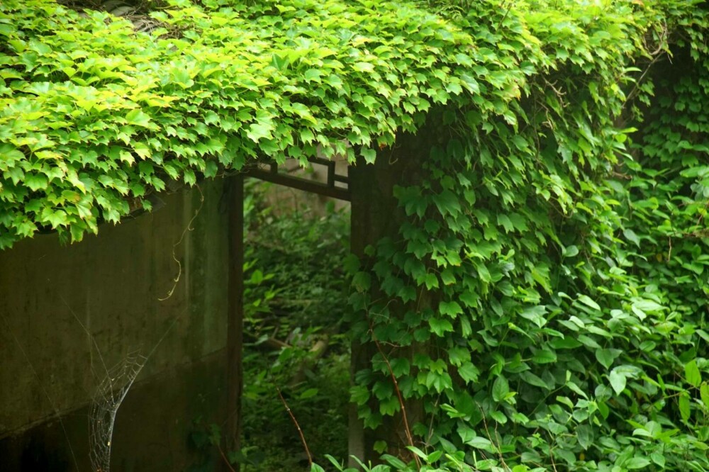 Un sat abandonat din China, înghițit de natură. Vegetația a acoperit complet casele uitate de localnici. FOTO - Imaginea 13