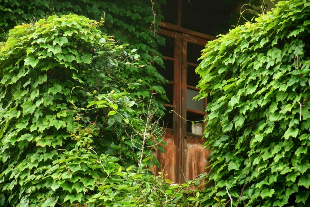 Un sat abandonat din China, înghițit de natură. Vegetația a acoperit complet casele uitate de localnici. FOTO - Imaginea 14