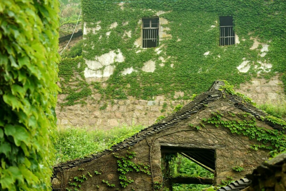 Un sat abandonat din China, înghițit de natură. Vegetația a acoperit complet casele uitate de localnici. FOTO - Imaginea 16