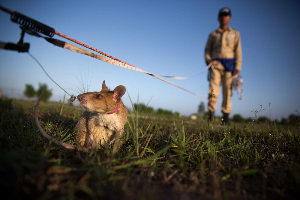 Șobolanii eroi din Cambodgia. Rozătoarele sunt antrenate pentru depistarea minelor terestre. „Sunt ca o familie” - Imaginea 1