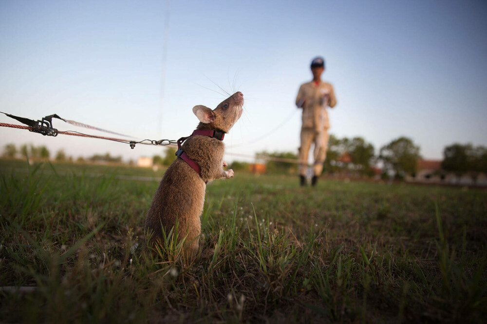 Șobolanii eroi din Cambodgia. Rozătoarele sunt antrenate pentru depistarea minelor terestre. „Sunt ca o familie” - Imaginea 2