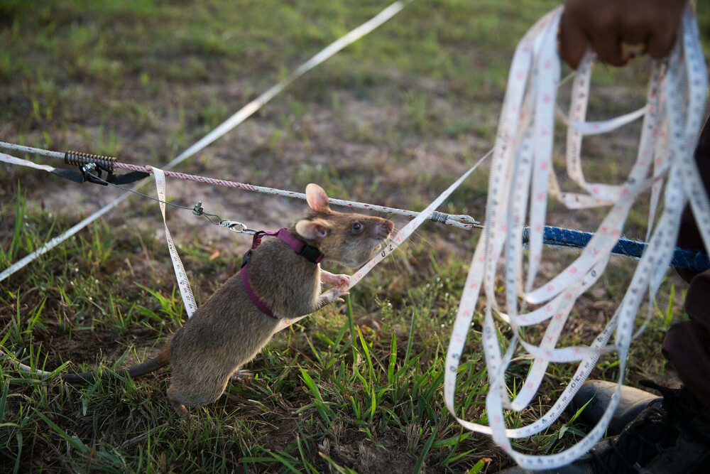 Șobolanii eroi din Cambodgia. Rozătoarele sunt antrenate pentru depistarea minelor terestre. „Sunt ca o familie” - Imaginea 3