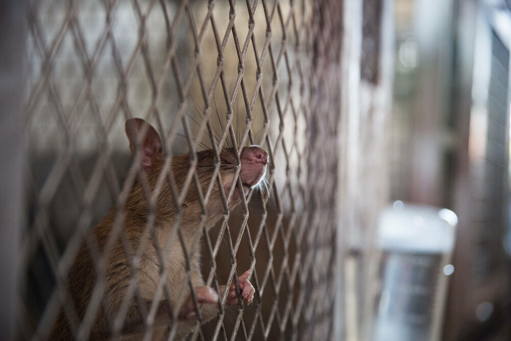 Șobolanii eroi din Cambodgia. Rozătoarele sunt antrenate pentru depistarea minelor terestre. „Sunt ca o familie” - Imaginea 6