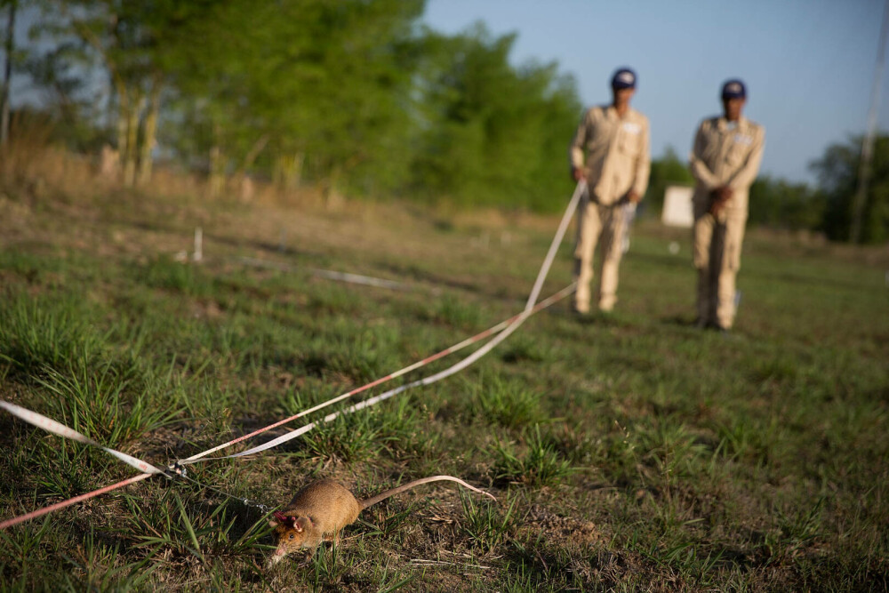 Șobolanii eroi din Cambodgia. Rozătoarele sunt antrenate pentru depistarea minelor terestre. „Sunt ca o familie” - Imaginea 9