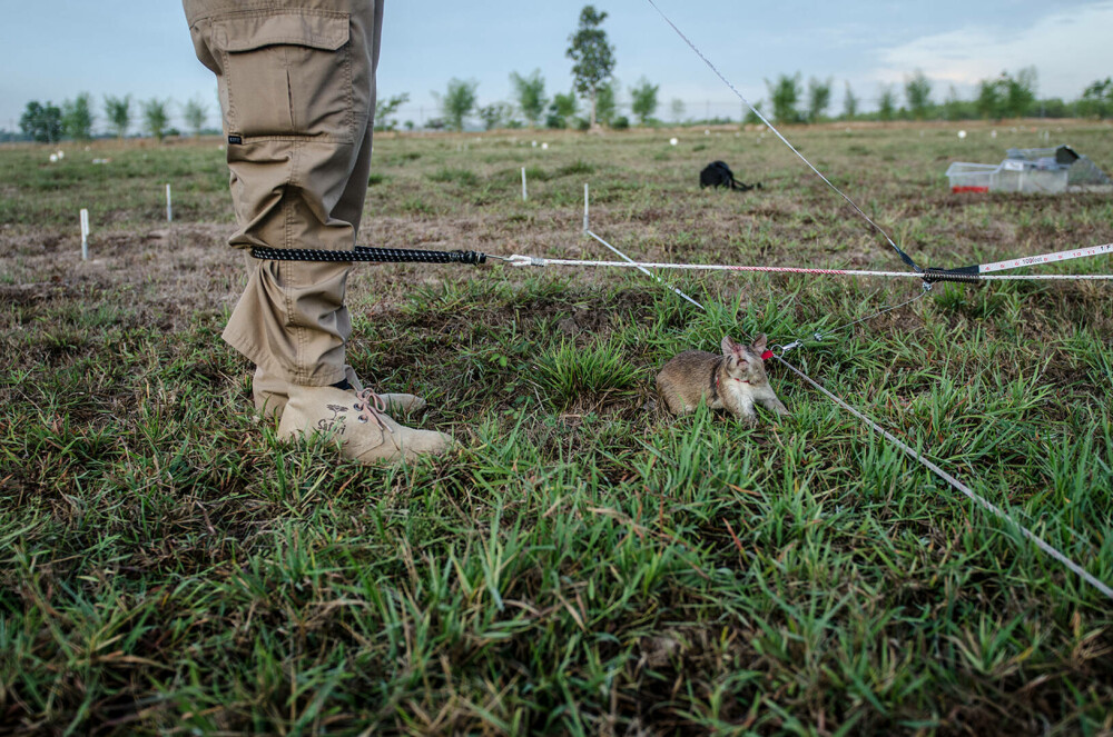 Șobolanii eroi din Cambodgia. Rozătoarele sunt antrenate pentru depistarea minelor terestre. „Sunt ca o familie” - Imaginea 12