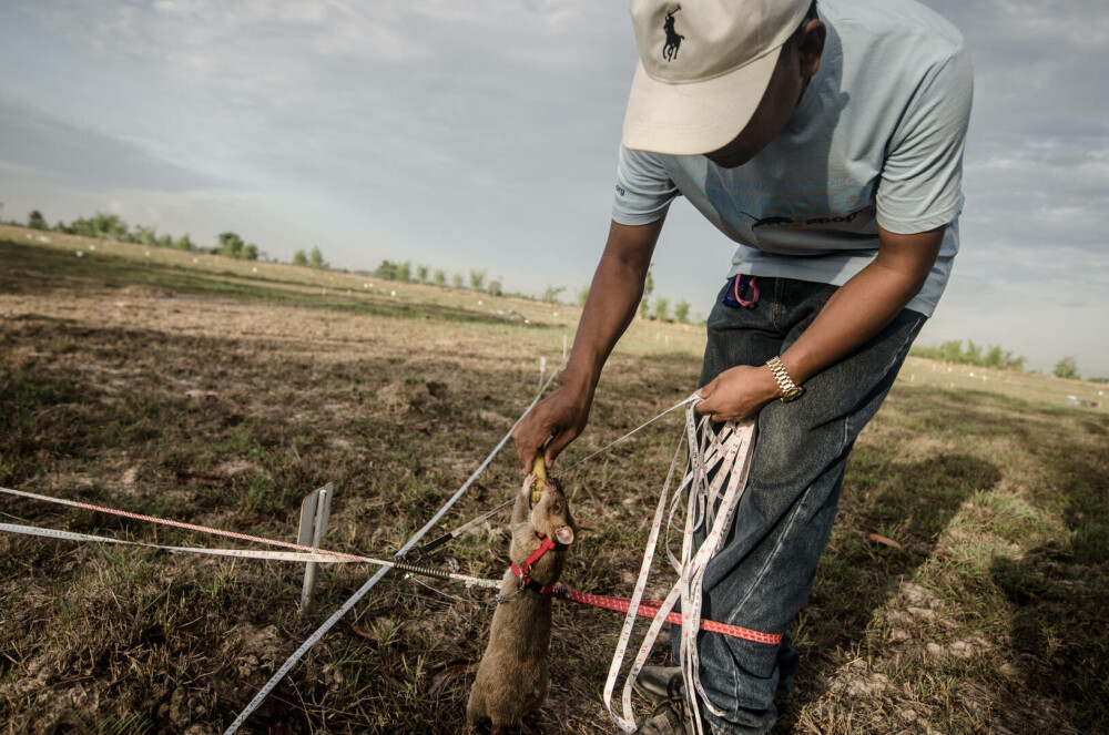 Șobolanii eroi din Cambodgia. Rozătoarele sunt antrenate pentru depistarea minelor terestre. „Sunt ca o familie” - Imaginea 13
