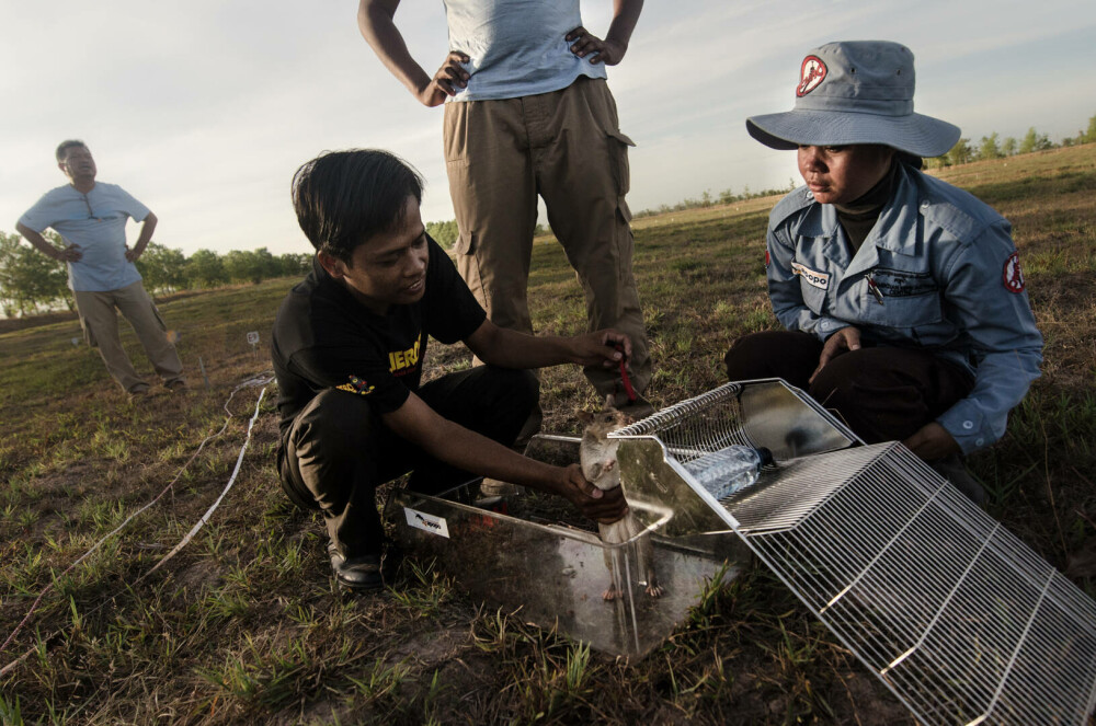 Șobolanii eroi din Cambodgia. Rozătoarele sunt antrenate pentru depistarea minelor terestre. „Sunt ca o familie” - Imaginea 15