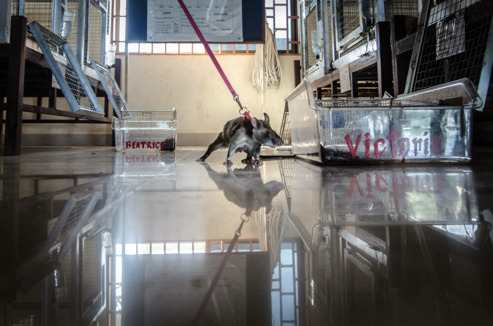 Șobolanii eroi din Cambodgia. Rozătoarele sunt antrenate pentru depistarea minelor terestre. „Sunt ca o familie” - Imaginea 16