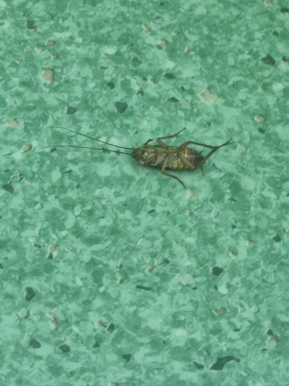 Ministerul Sănătății a trimis Corpul de Control la Spitalul Floreasca. Gândaci lângă patul unei paciente cu arsuri grave FOTO - Imaginea 2