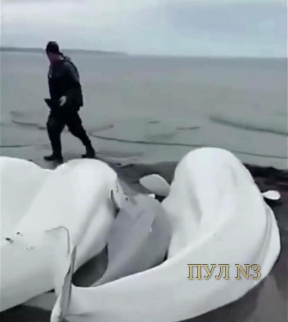 Balene uriașe, eșuate pe țărmul japonez, în urma cutremurului de 8,8 din peninsula Kamceatka. FOTO - Imaginea 4