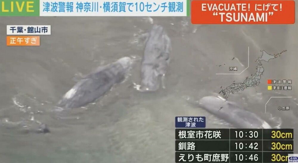 Balene uriașe, eșuate pe țărmul japonez, în urma cutremurului de 8,8 din peninsula Kamceatka. FOTO - Imaginea 2