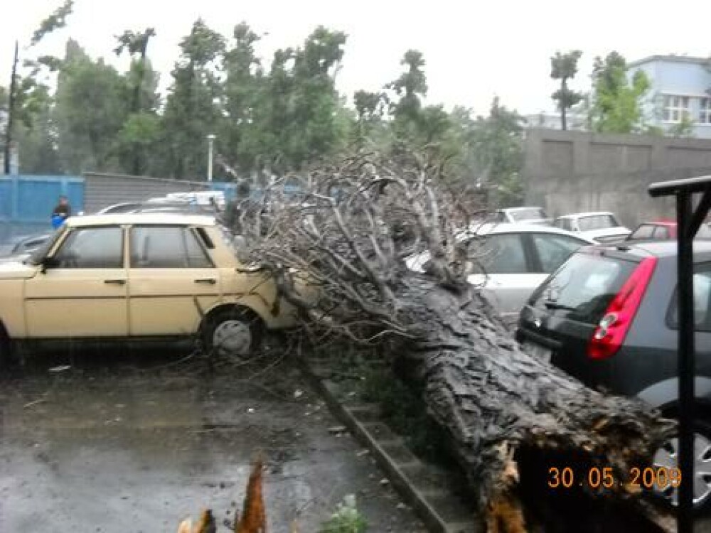 10 masini avariate din cauza unui copac doborat de vant - Imaginea 2