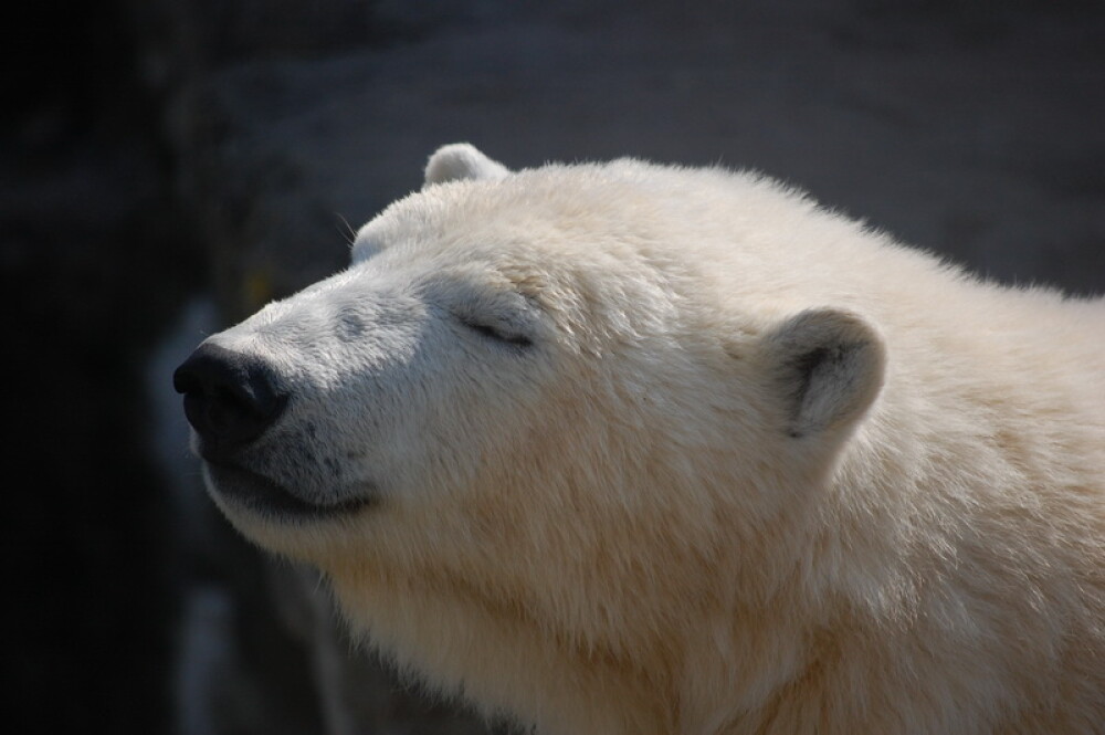 Viena: intre ursi polari, lei, wursti si o seara la opera - Imaginea 21