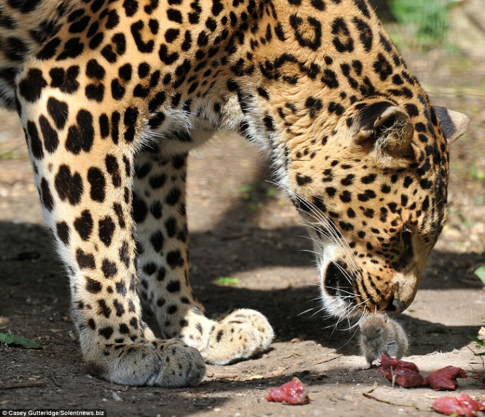 Incredibil! Un soricel i-a furat hrana unui leopard chiar de sub nas! - Imaginea 1