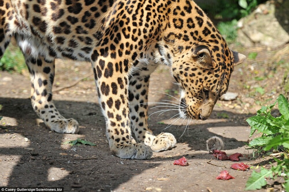 Incredibil! Un soricel i-a furat hrana unui leopard chiar de sub nas! - Imaginea 2