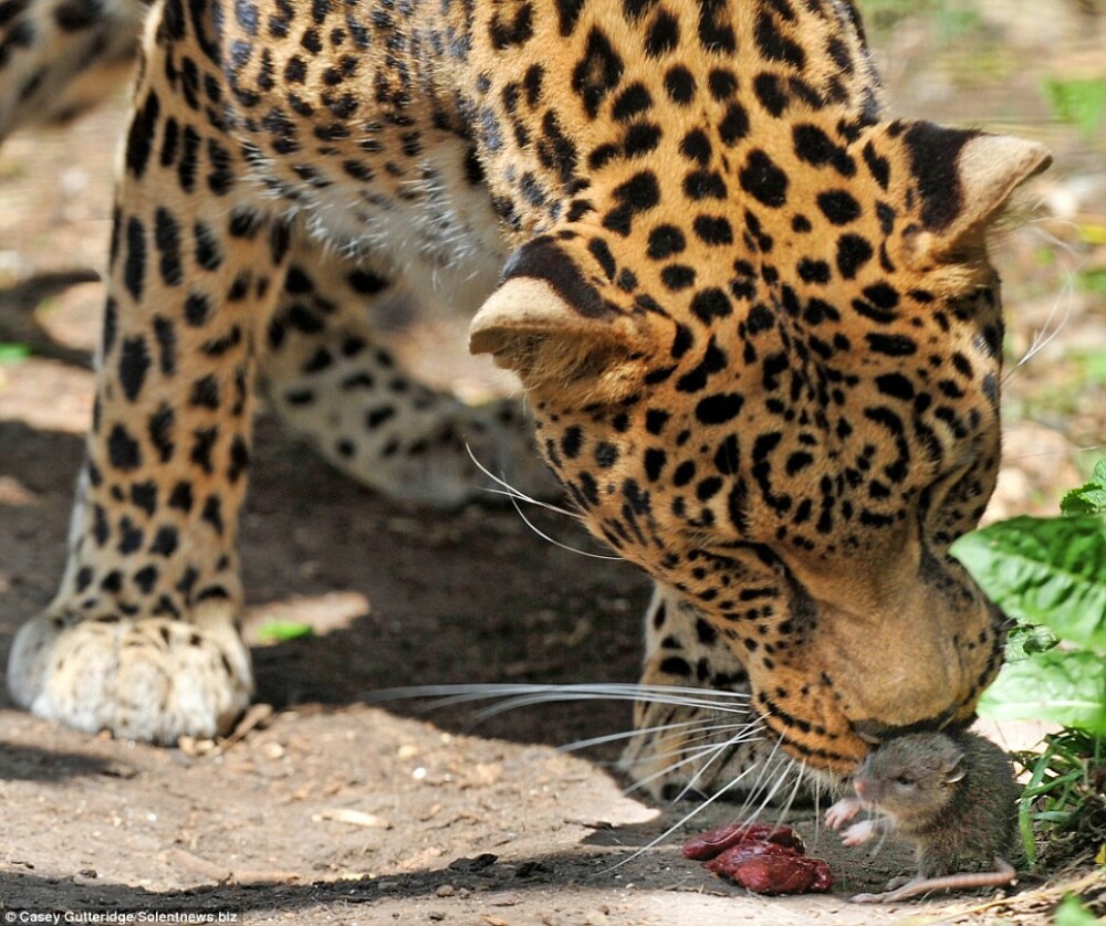 Incredibil! Un soricel i-a furat hrana unui leopard chiar de sub nas! - Imaginea 3