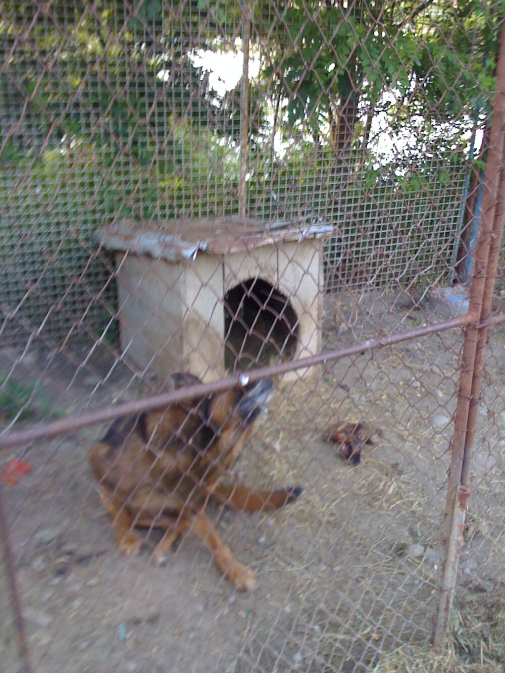 Animalele de la Zoo Onesti traiesc in propriile fecale si beau apa cu urina - Imaginea 3