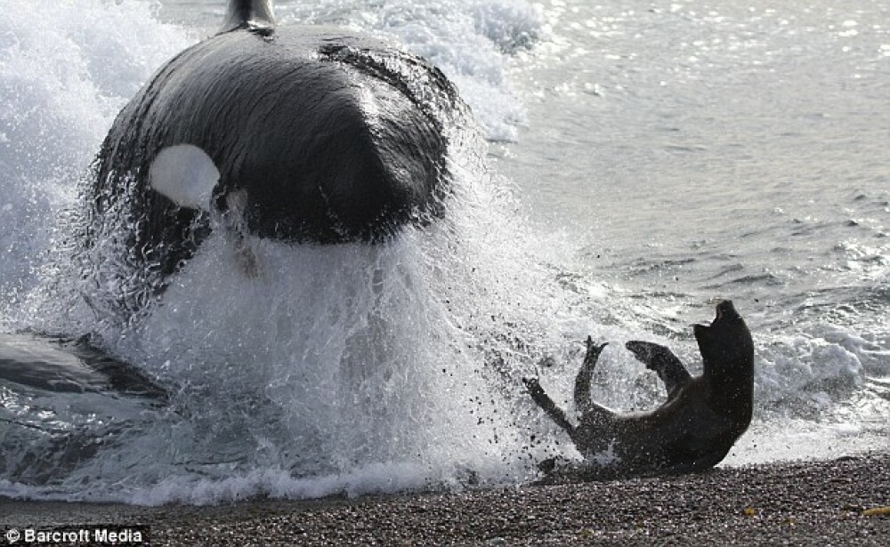 IMAGINI UIMITOARE: Pui de foca atacat de o balena ucigasa! - Imaginea 3