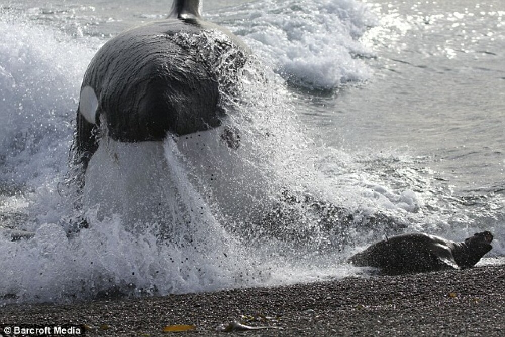 IMAGINI UIMITOARE: Pui de foca atacat de o balena ucigasa! - Imaginea 4