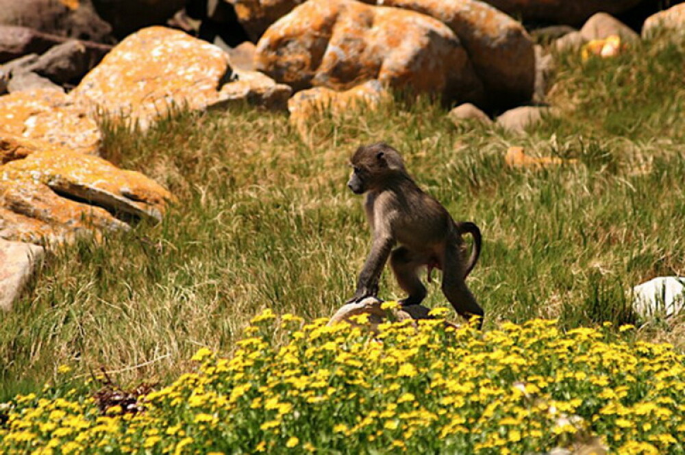 Asa ceva nu se uita! Vacanta de voluntar la crescut maimute in Africa - Imaginea 1