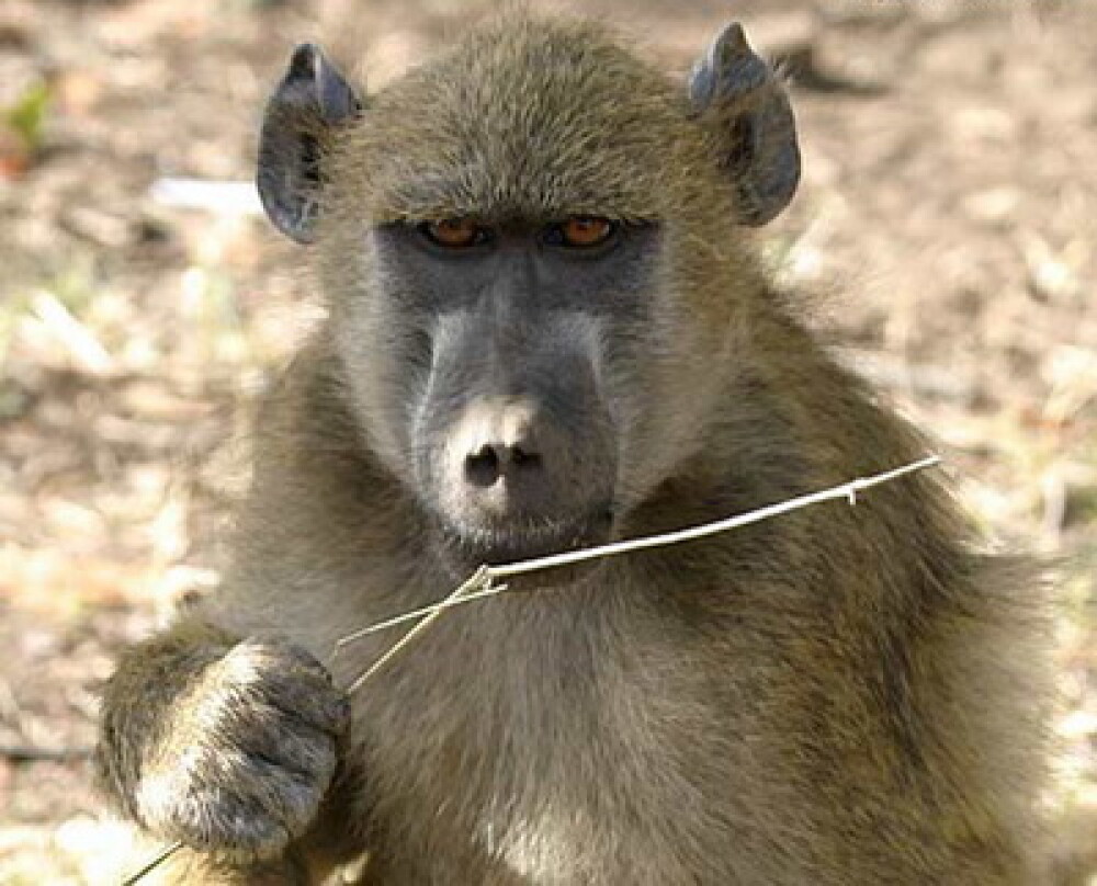 Asa ceva nu se uita! Vacanta de voluntar la crescut maimute in Africa - Imaginea 2