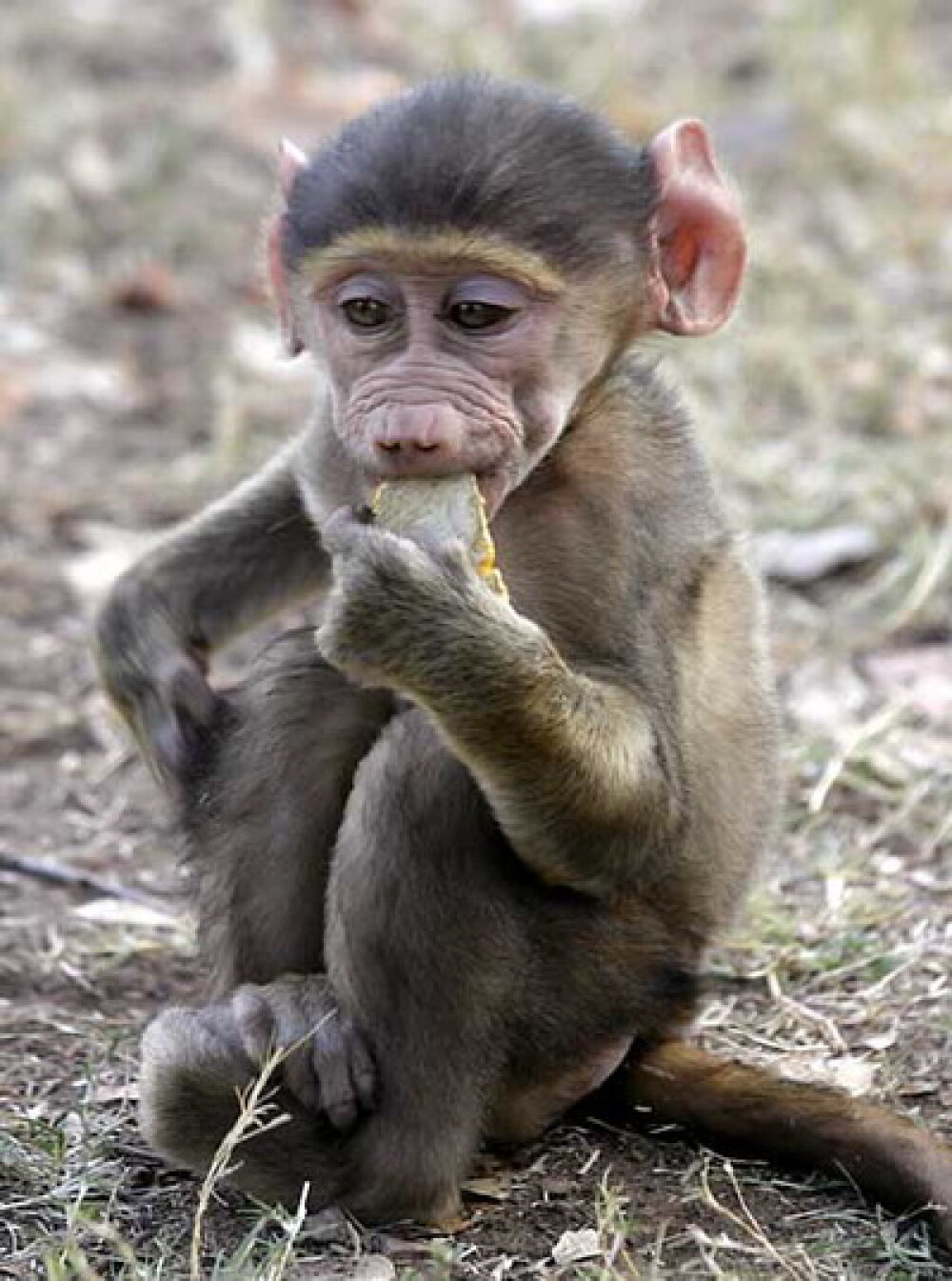 Asa ceva nu se uita! Vacanta de voluntar la crescut maimute in Africa - Imaginea 3