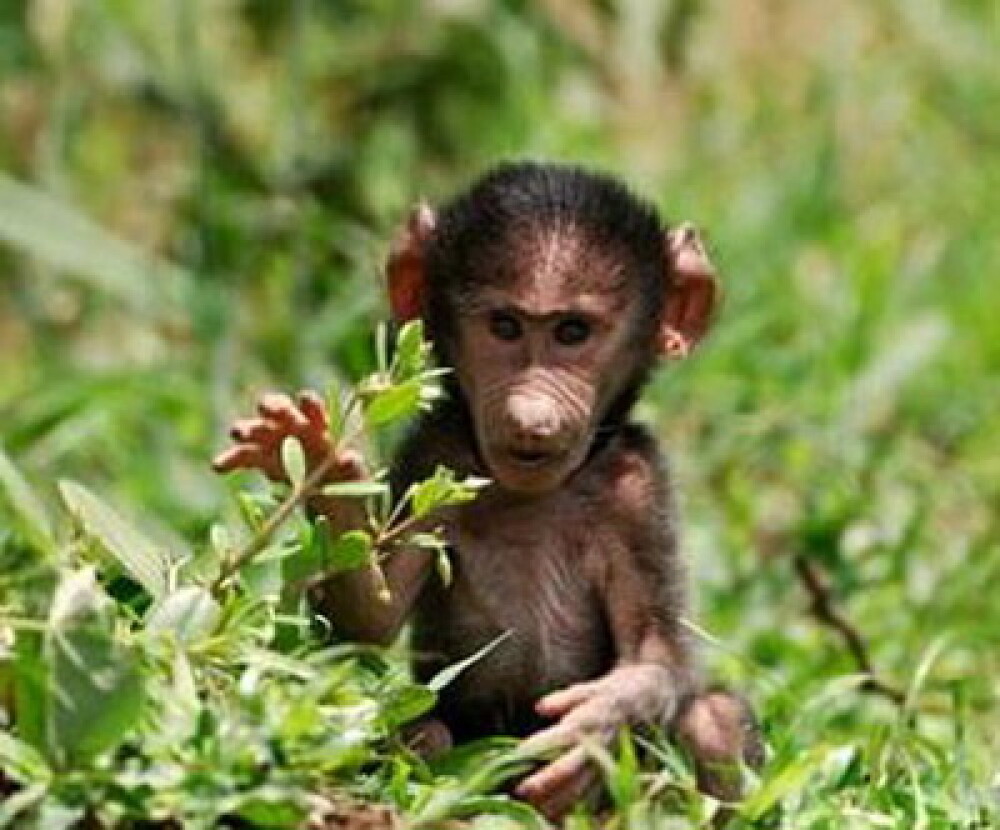 Asa ceva nu se uita! Vacanta de voluntar la crescut maimute in Africa - Imaginea 4