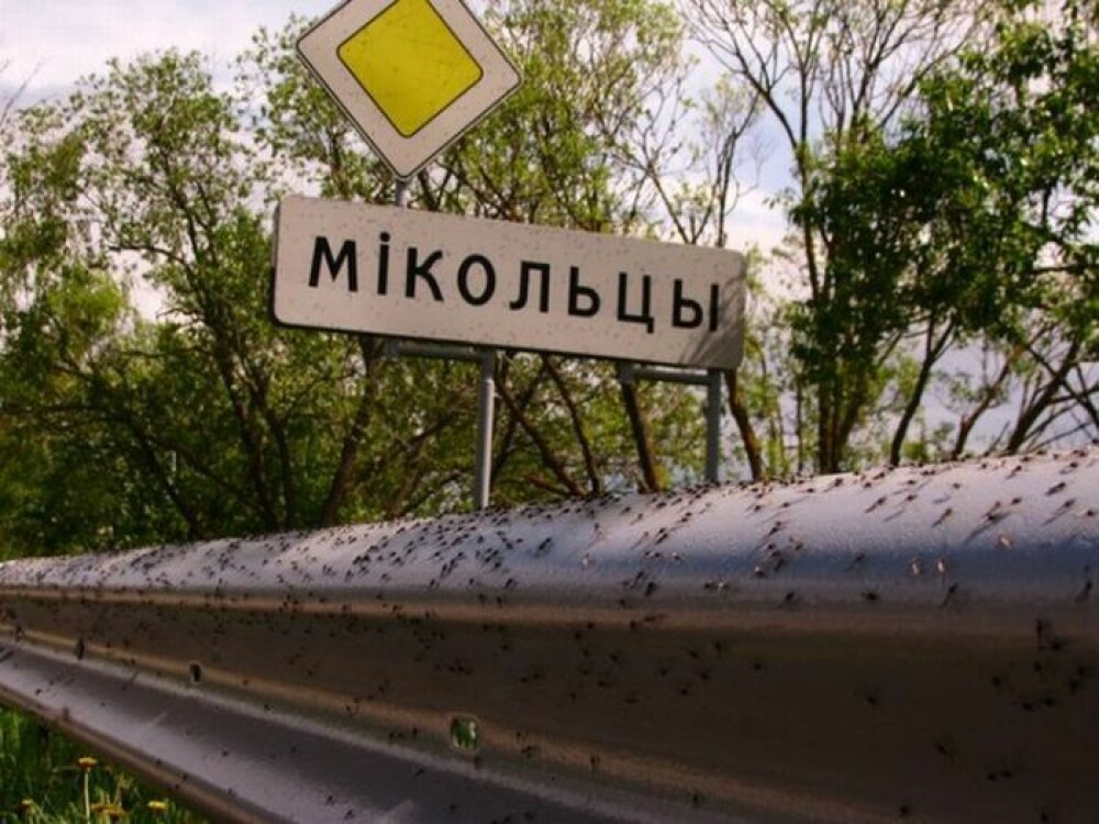 Un sat intreg din Belarus a refuzat sa mai iasa din case. A fost asediat de milioane de tantari - Imaginea 6