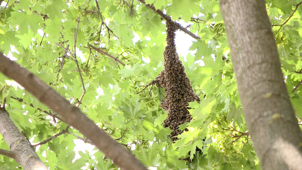 Un roi urias de albine a starnit panica in zona Soarelui din Timisoara. Pericolul a fost indepartat - Imaginea 1