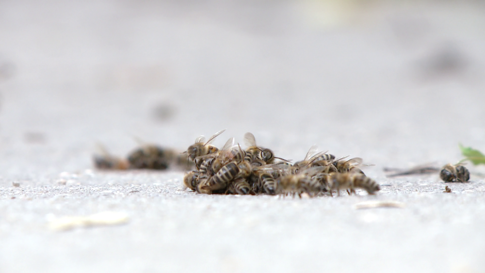 Un roi urias de albine a starnit panica in zona Soarelui din Timisoara. Pericolul a fost indepartat - Imaginea 2