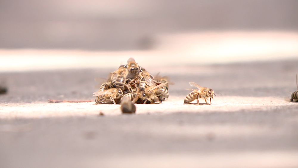 Un roi urias de albine a starnit panica in zona Soarelui din Timisoara. Pericolul a fost indepartat - Imaginea 5