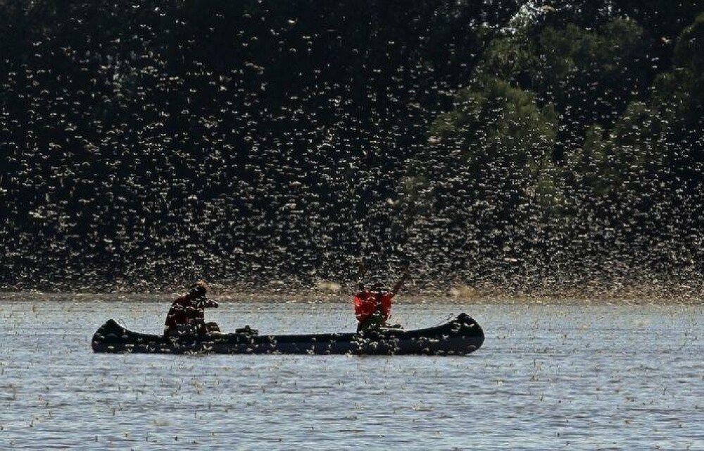 Imagini impresionante: Milioane de libelule, fotografiate de pescari langa Romania - Imaginea 3