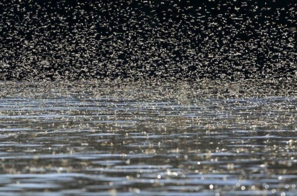 Imagini impresionante: Milioane de libelule, fotografiate de pescari langa Romania - Imaginea 4
