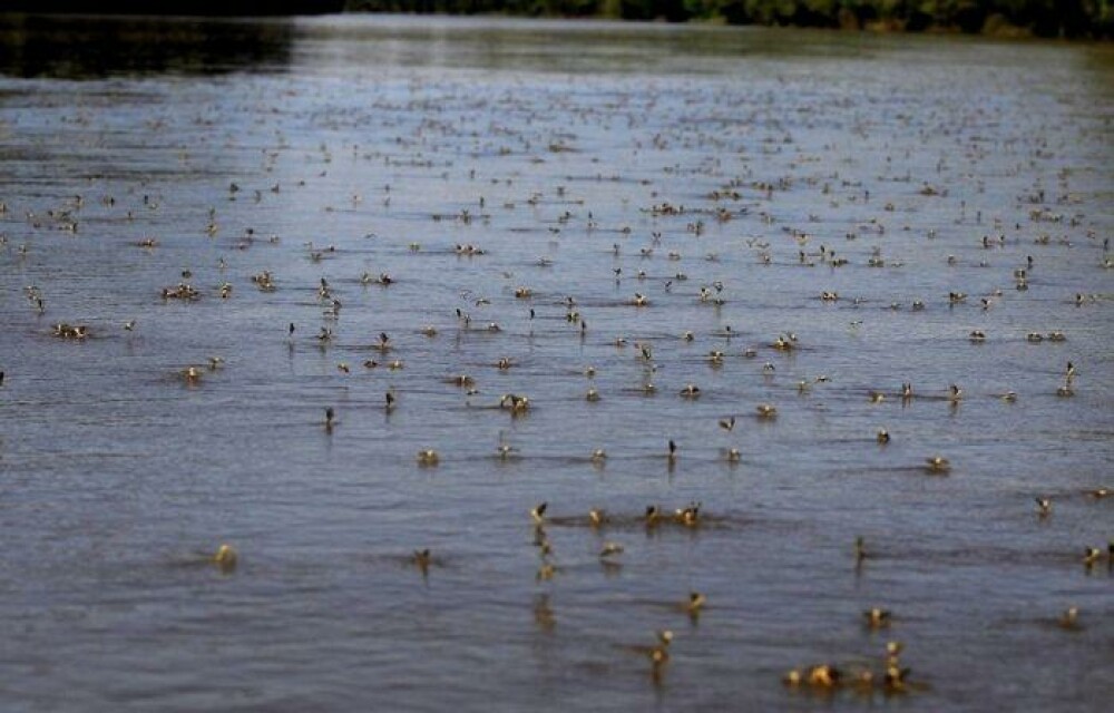 Imagini impresionante: Milioane de libelule, fotografiate de pescari langa Romania - Imaginea 5
