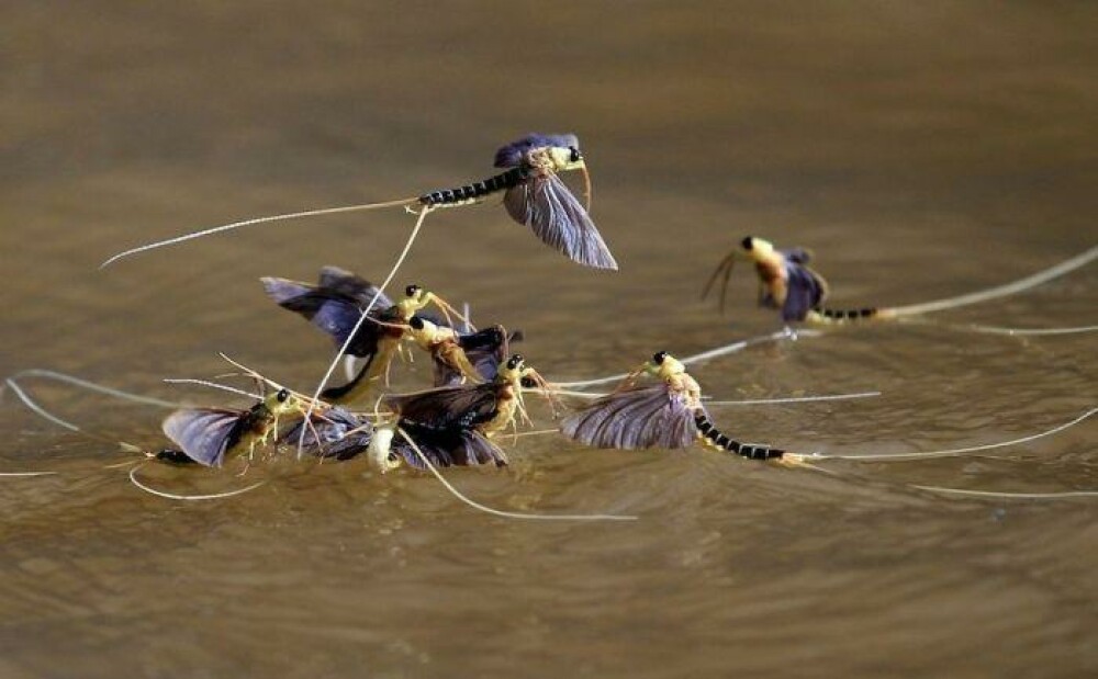 Imagini impresionante: Milioane de libelule, fotografiate de pescari langa Romania - Imaginea 8