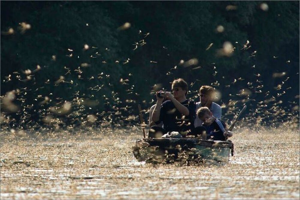 Imagini impresionante: Milioane de libelule, fotografiate de pescari langa Romania - Imaginea 10