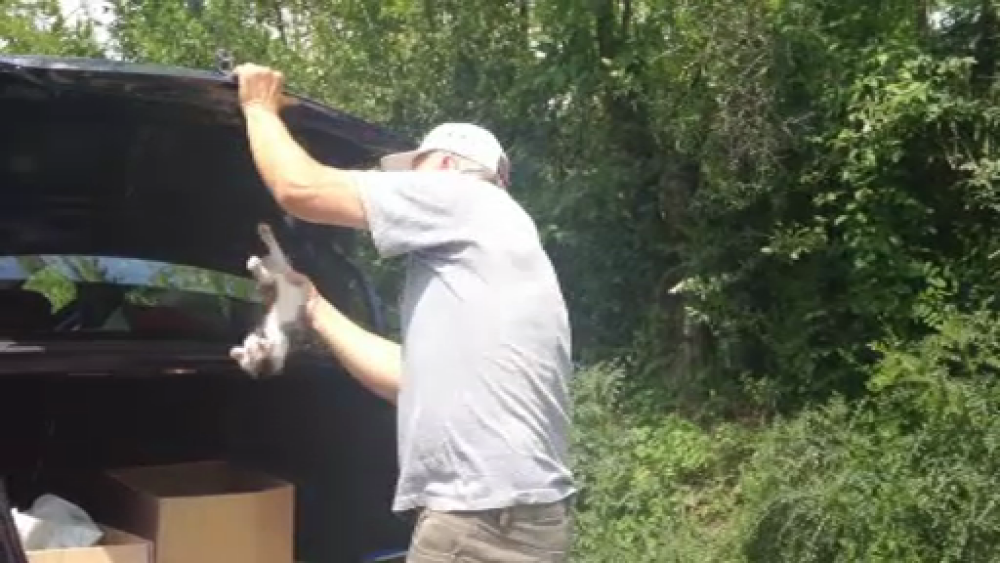 Barbatul filmat aruncand o pisica cu puii ei, identificat. Politia stabileste vineri sanctiunea - Imaginea 2