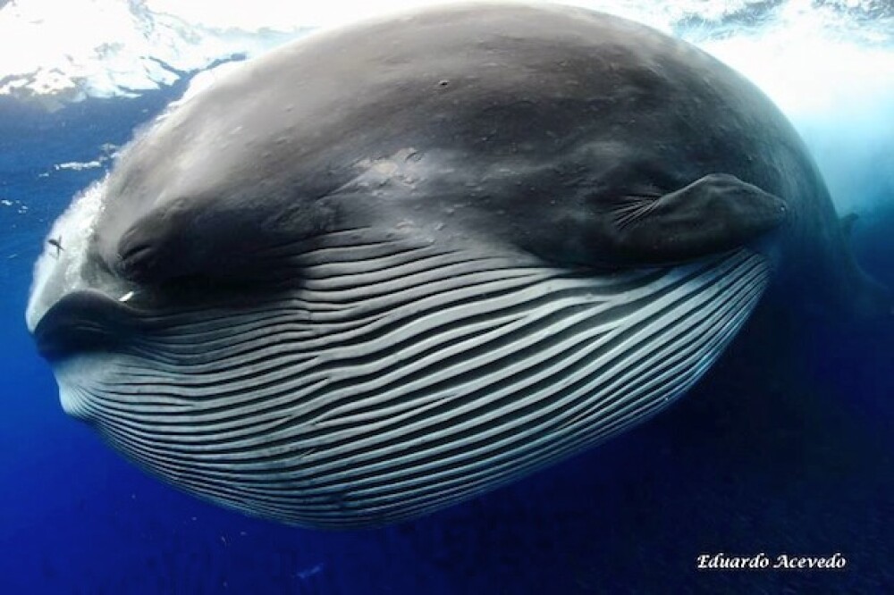Cum arata o balena dupa ce a inghitit un banc de sardine. Galerie foto - Imaginea 1