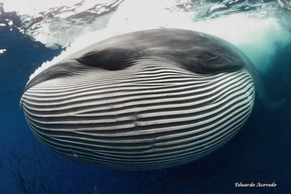 Cum arata o balena dupa ce a inghitit un banc de sardine. Galerie foto - Imaginea 2