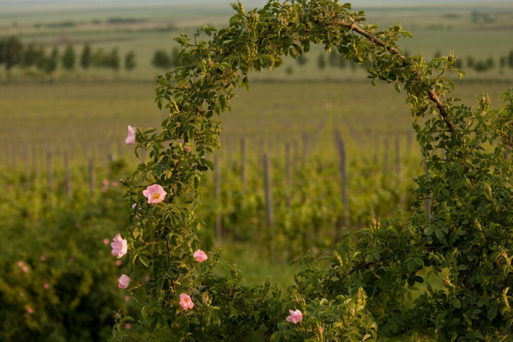 GHIDUL unei vacante printre viile din Romania. De ce cred somelierii ca ne putem compara cu vinurile de Bordeaux. FOTO - Imaginea 37