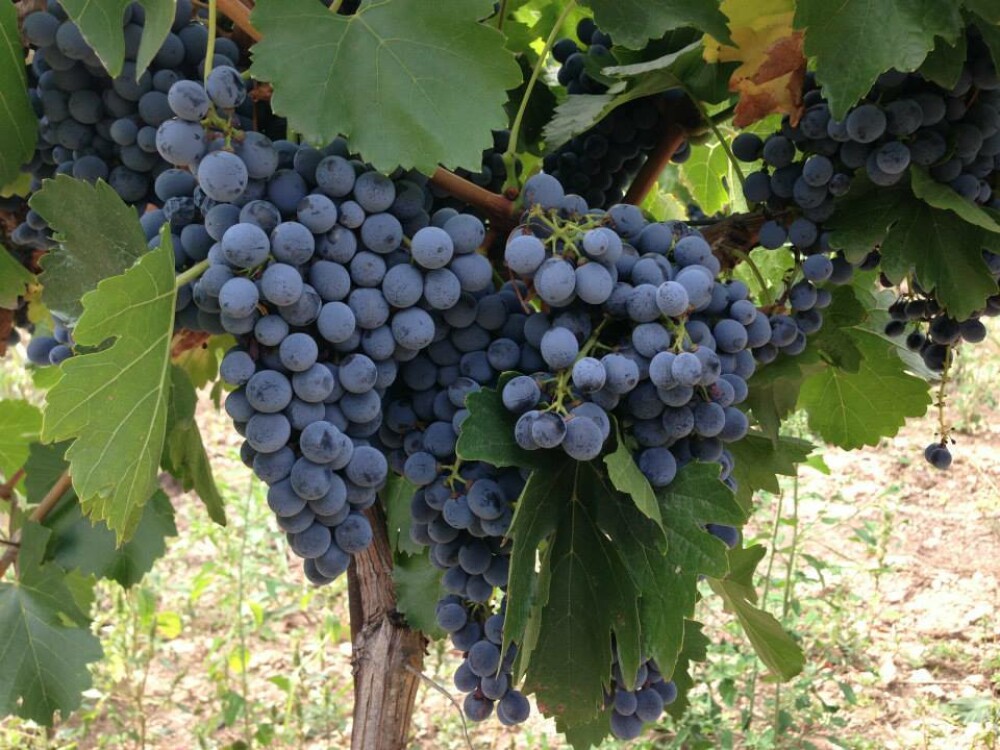 GHIDUL unei vacante printre viile din Romania. De ce cred somelierii ca ne putem compara cu vinurile de Bordeaux. FOTO - Imaginea 34