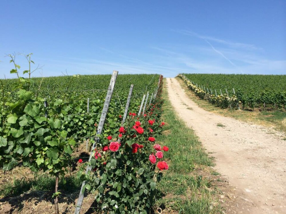 GHIDUL unei vacante printre viile din Romania. De ce cred somelierii ca ne putem compara cu vinurile de Bordeaux. FOTO - Imaginea 30