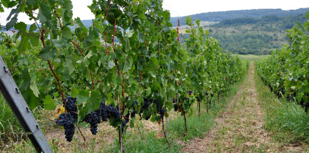 GHIDUL unei vacante printre viile din Romania. De ce cred somelierii ca ne putem compara cu vinurile de Bordeaux. FOTO - Imaginea 26