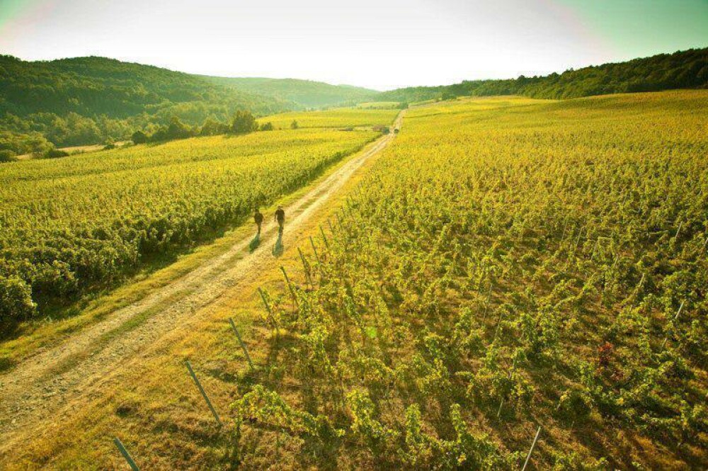 GHIDUL unei vacante printre viile din Romania. De ce cred somelierii ca ne putem compara cu vinurile de Bordeaux. FOTO - Imaginea 24