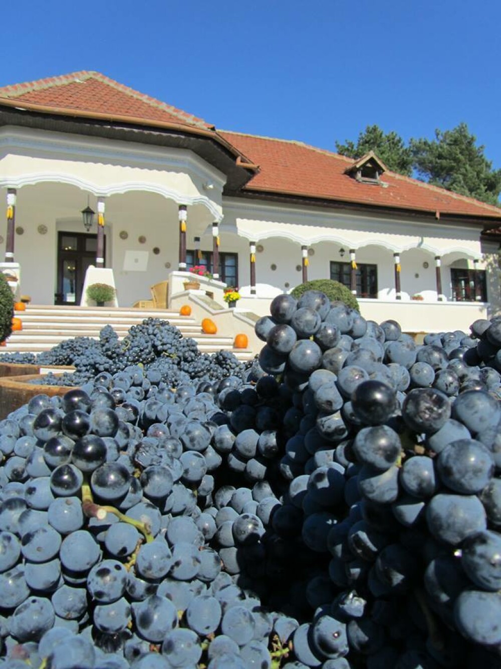 GHIDUL unei vacante printre viile din Romania. De ce cred somelierii ca ne putem compara cu vinurile de Bordeaux. FOTO - Imaginea 21