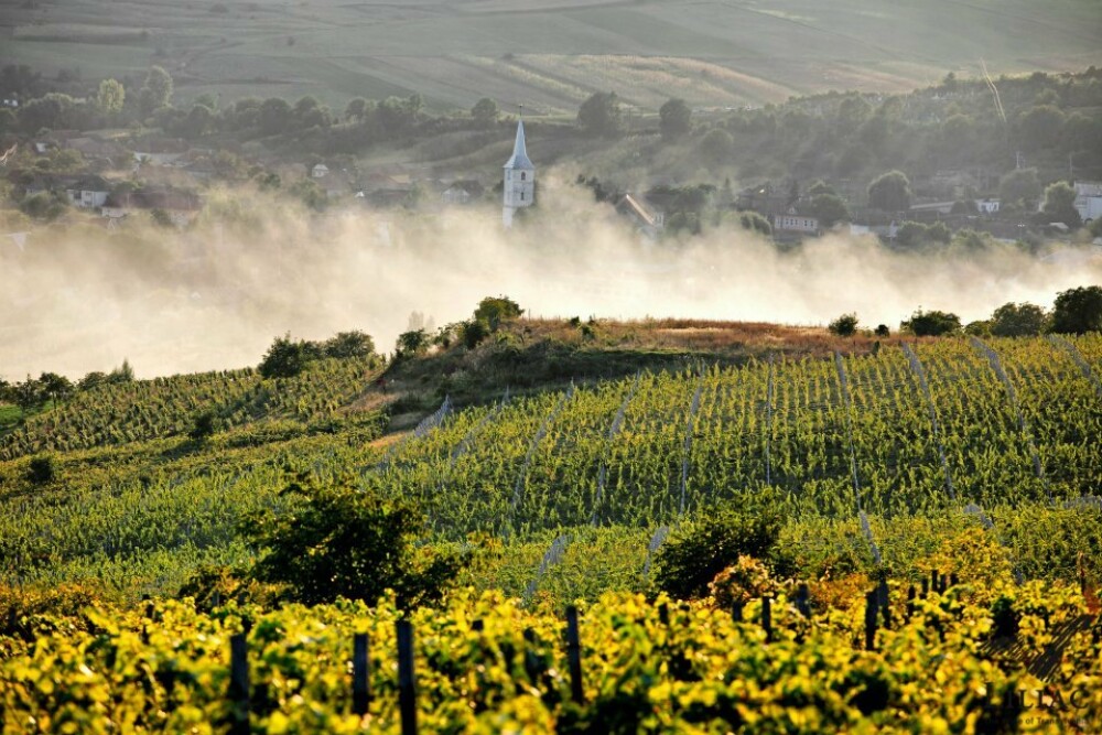 GHIDUL unei vacante printre viile din Romania. De ce cred somelierii ca ne putem compara cu vinurile de Bordeaux. FOTO - Imaginea 15