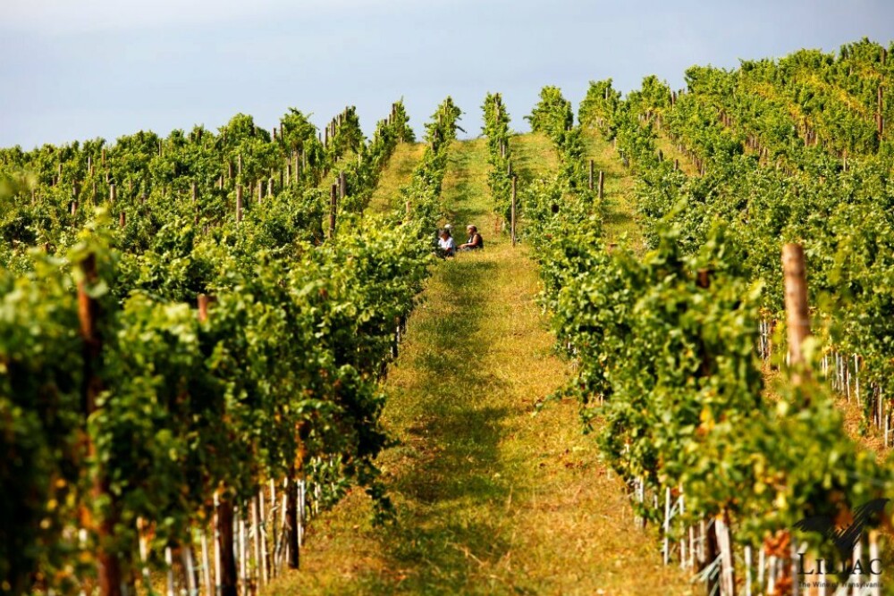 GHIDUL unei vacante printre viile din Romania. De ce cred somelierii ca ne putem compara cu vinurile de Bordeaux. FOTO - Imaginea 14